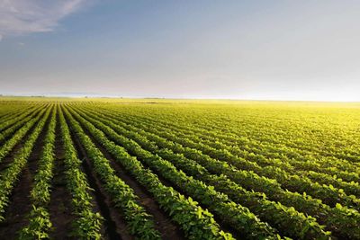 Soybeans Falling on Tuesday Morning